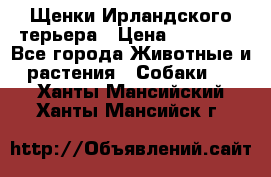 Щенки Ирландского терьера › Цена ­ 30 000 - Все города Животные и растения » Собаки   . Ханты-Мансийский,Ханты-Мансийск г.